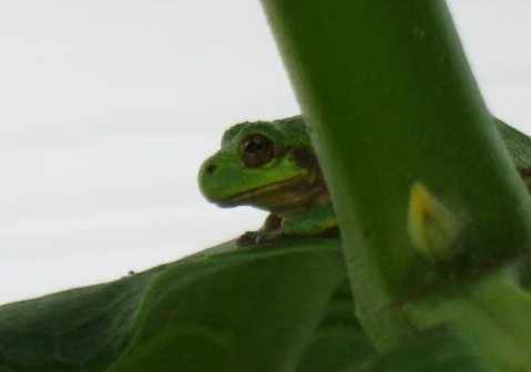 36790_145586615 cshlex - frog
